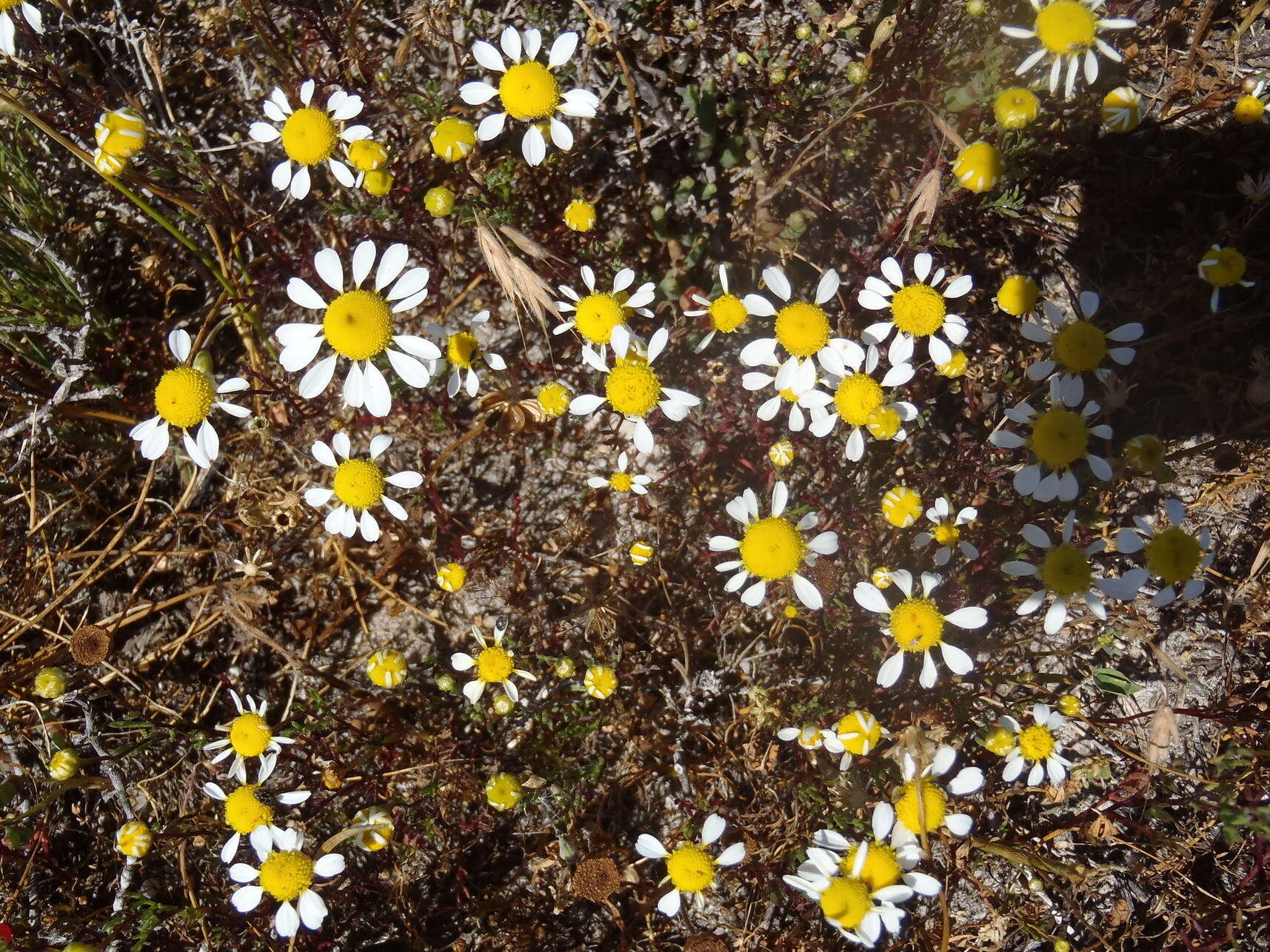 Image of Oncosiphon africanum (Berg.) M. Källersjö