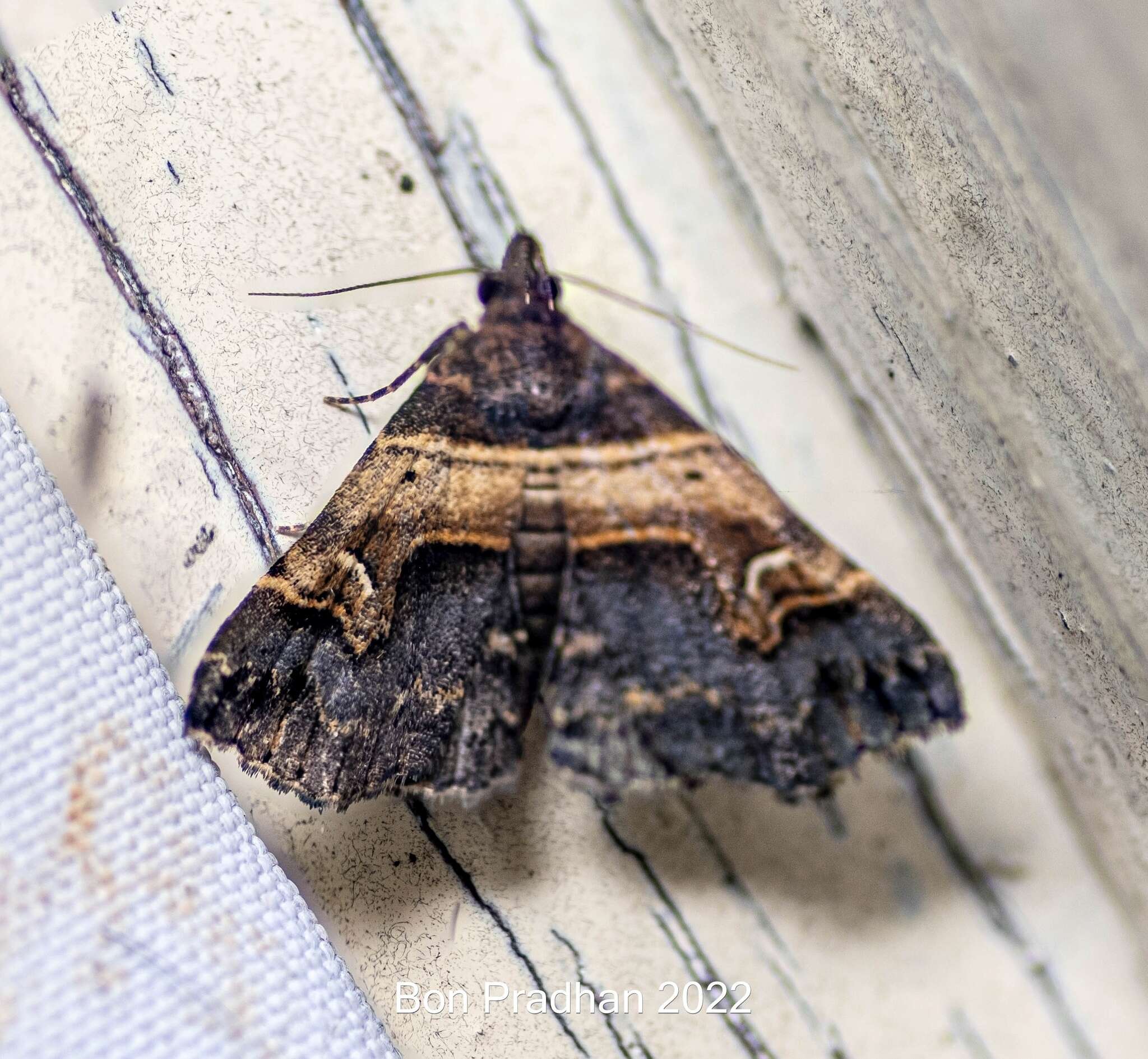 Image of Bertula abjudicalis Walker 1858