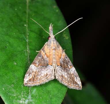 Image of Moth