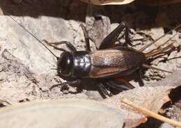 Image of black field cricket