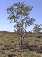 Imagem de Eucalyptus leucophloia M. I. H. Brooker