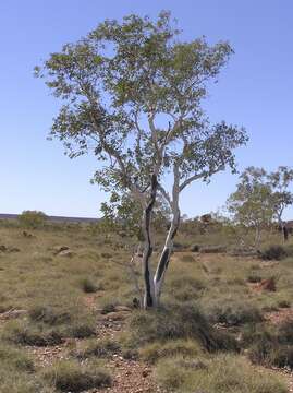 Imagem de Eucalyptus leucophloia M. I. H. Brooker