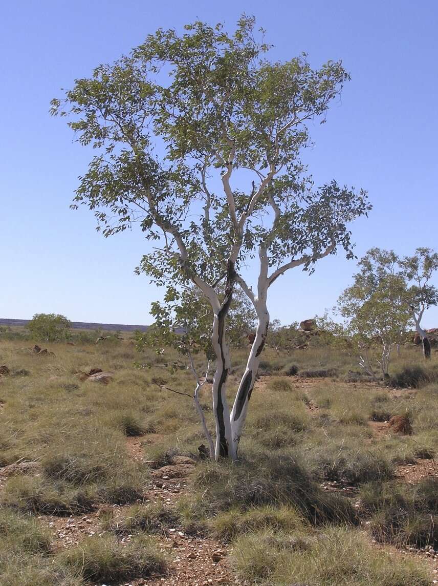 Image of Eucalyptus leucophloia M. I. H. Brooker