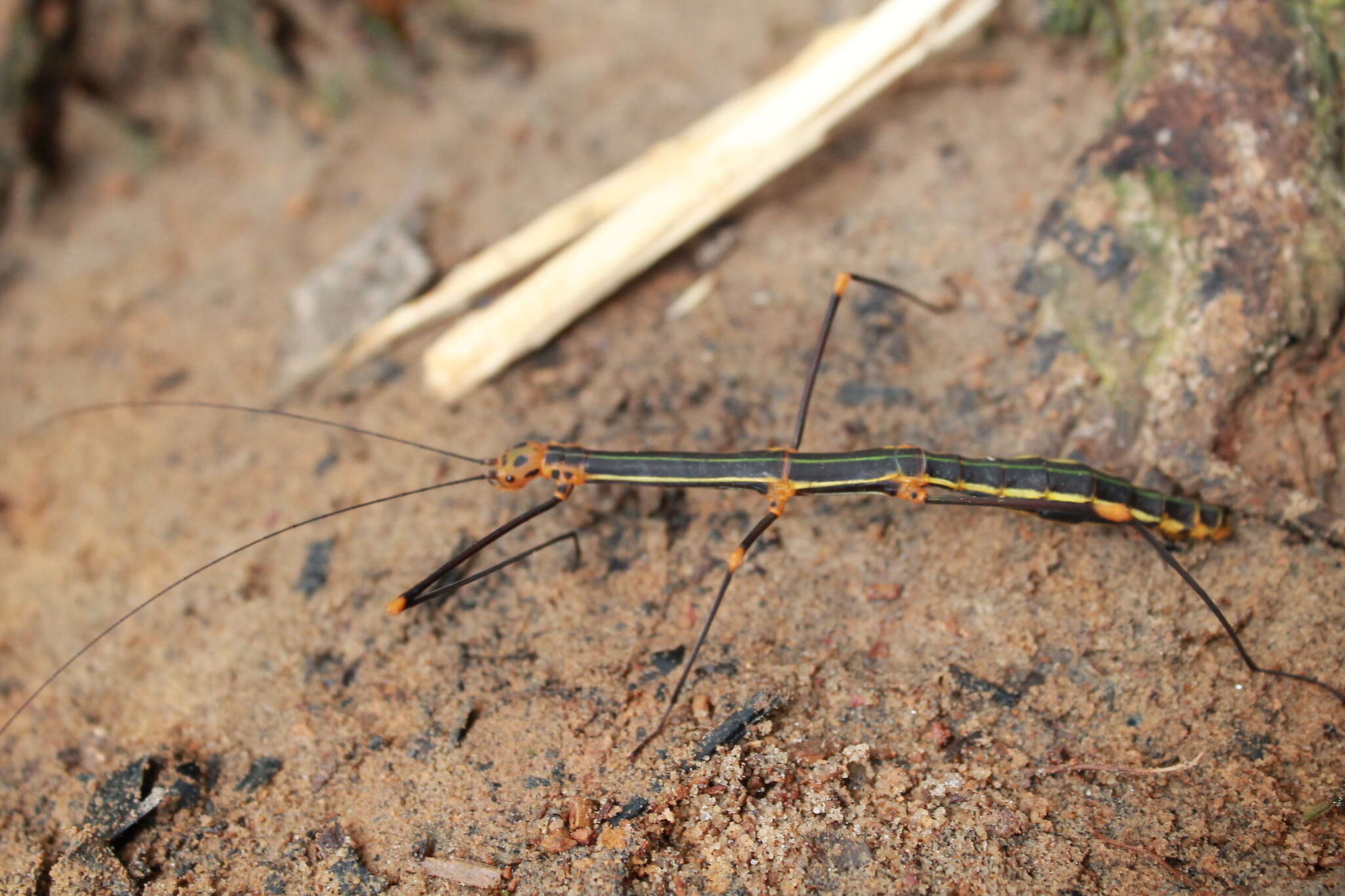 صورة Oreophoetes peruana (Saussure 1868)