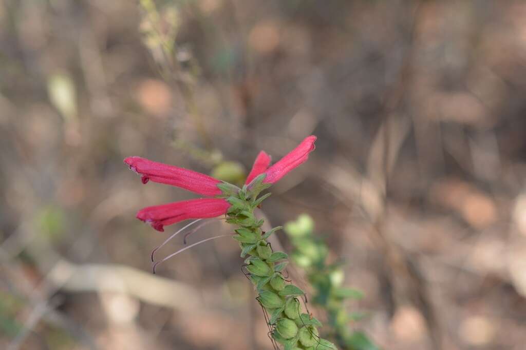 Image of Lamourouxia viscosa Kunth