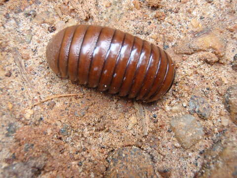 Image of Arthrosphaera brandtii (Humbert 1865)