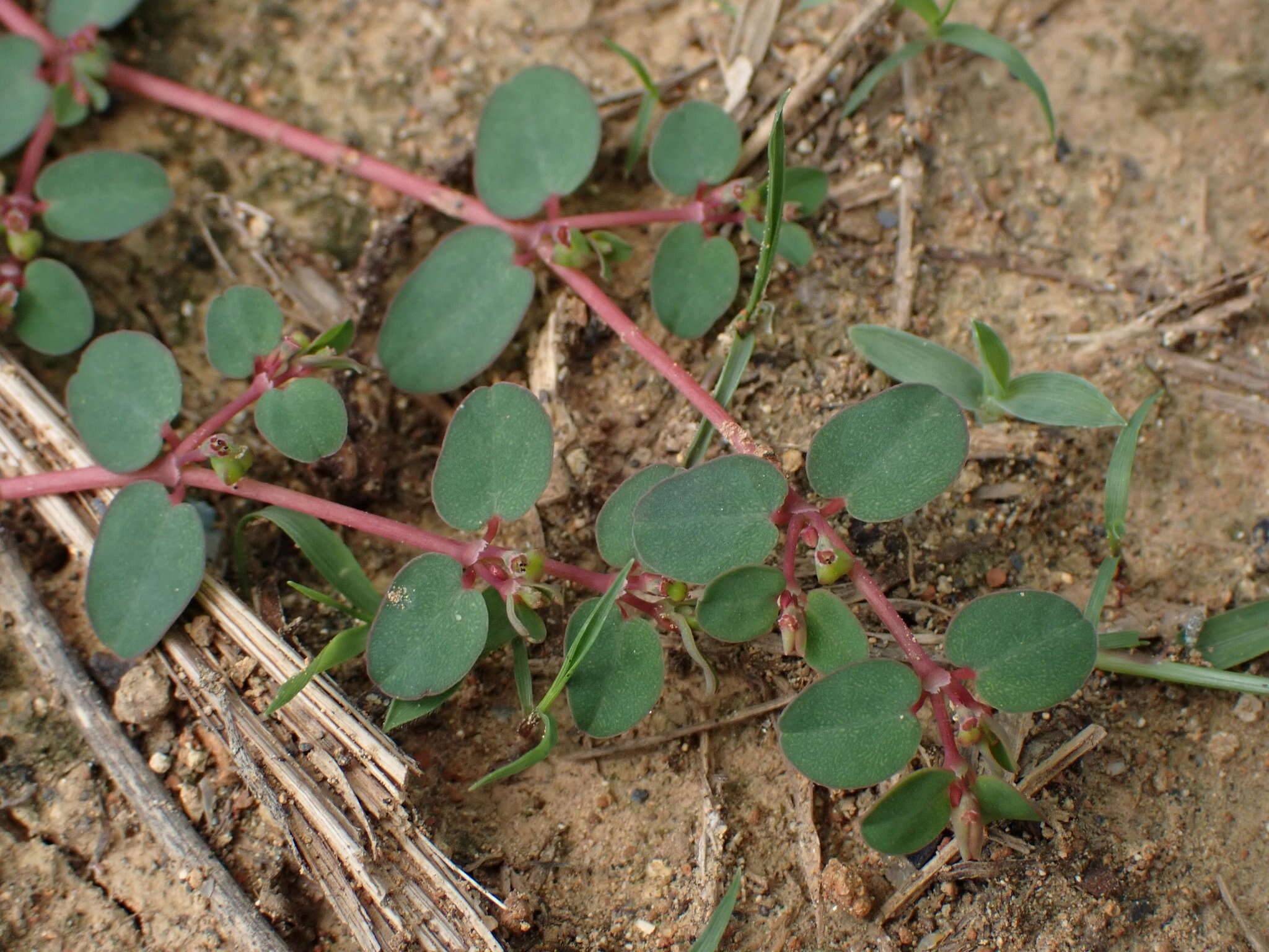 Image of Euphorbia makinoi Hayata