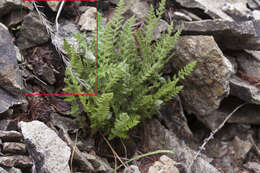 Imagem de Elymus coreanus Honda