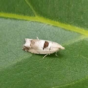 Image of Epinotia ramella Linnaeus 1758