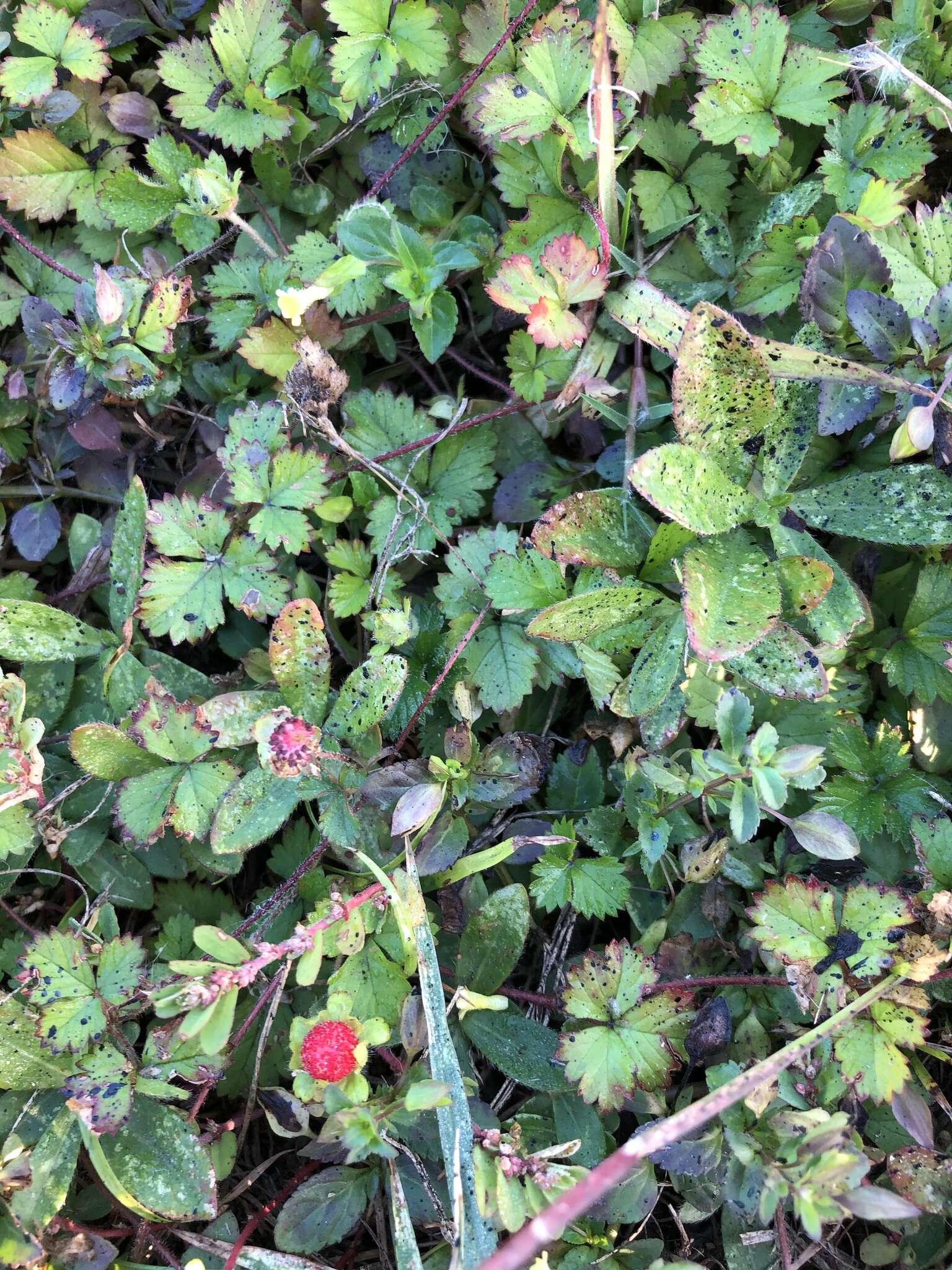 Image of Potentilla wallichiana Ser.