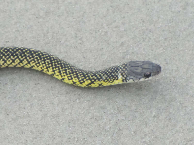 Image of Military ground snake