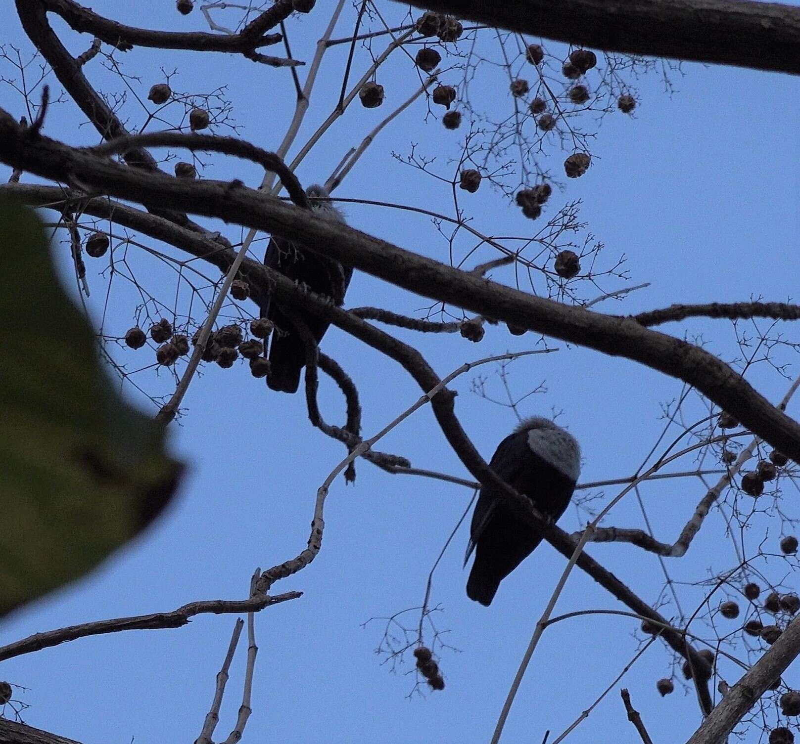 Image of Comoro Blue Pigeon