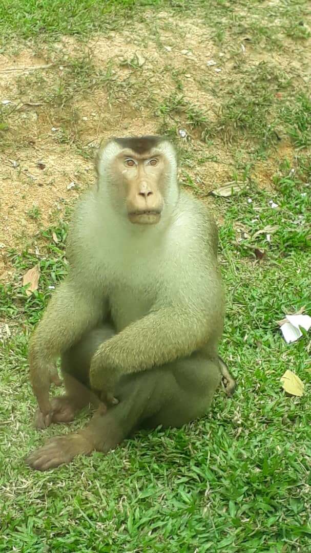 Image of Pig-Tail Macaque