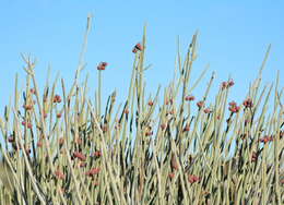 Image of Euphorbia gregaria Marloth
