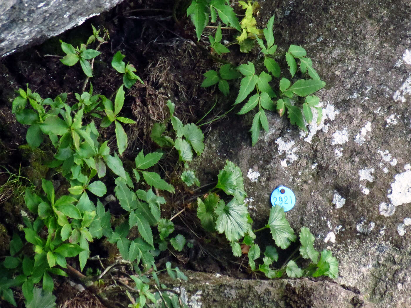 Geum radiatum Michx.的圖片