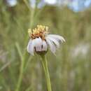 Imagem de Chloracantha spinosissima (Brandegee) Nesom