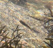 Image of Spotted goby