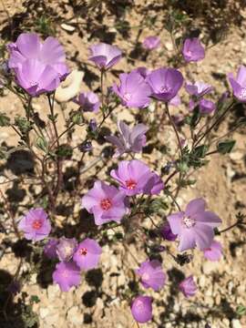 Image of Parry's mallow