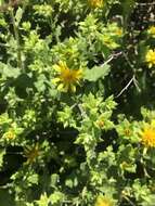 Image of Berkheya pauciflora Roessler