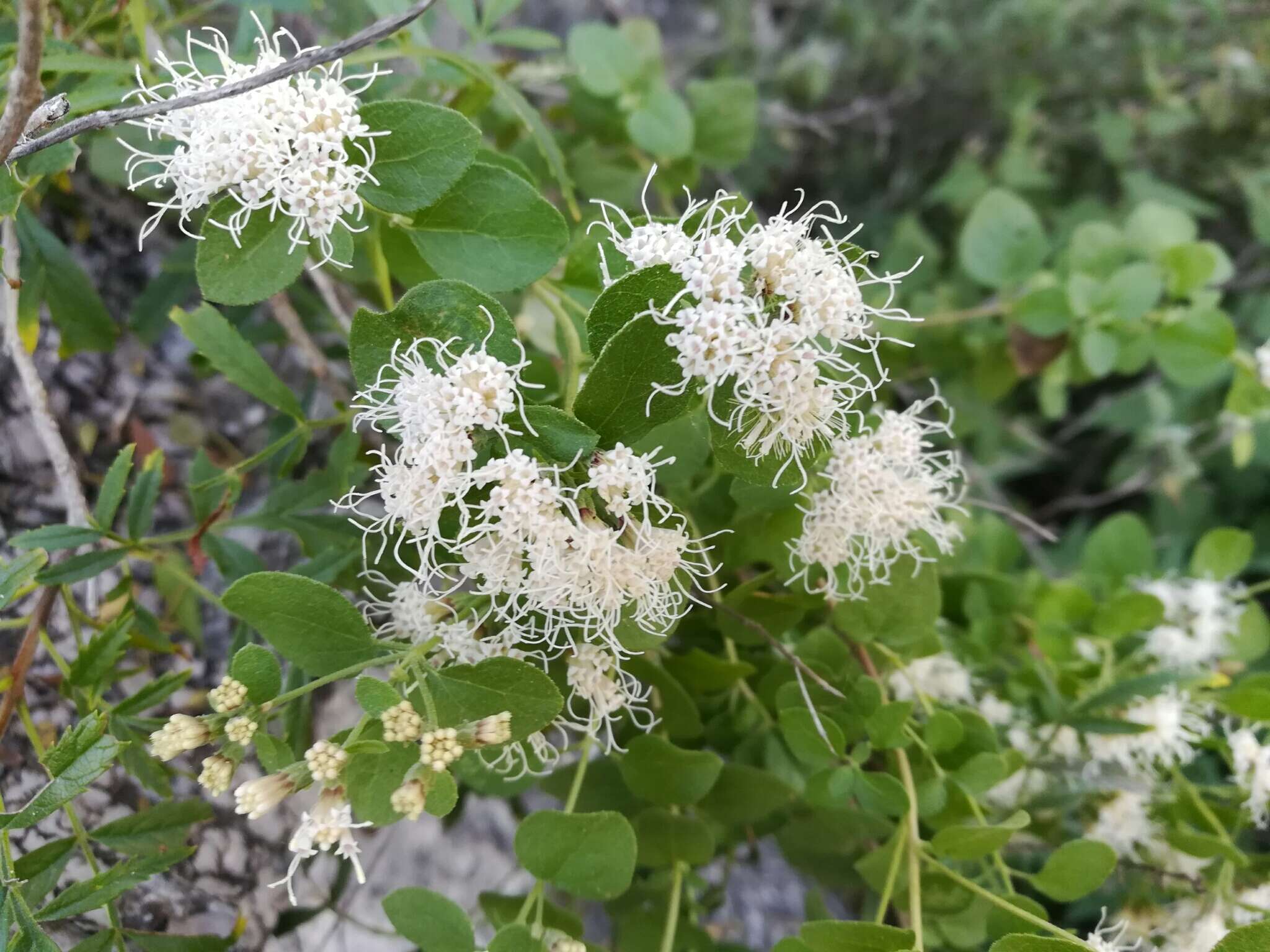 Sivun Ageratina wrightii (A. Gray) R. King & H. Rob. kuva