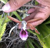 Image of Swamp orchid