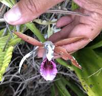 Image de Phaius tankervilleae (Banks) Blume