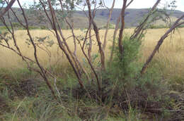 Image of Eucalyptus gamophylla F. Müll.
