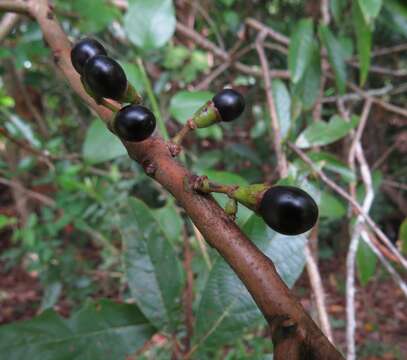 Image of Litsea breviumbellata C. K. Allen