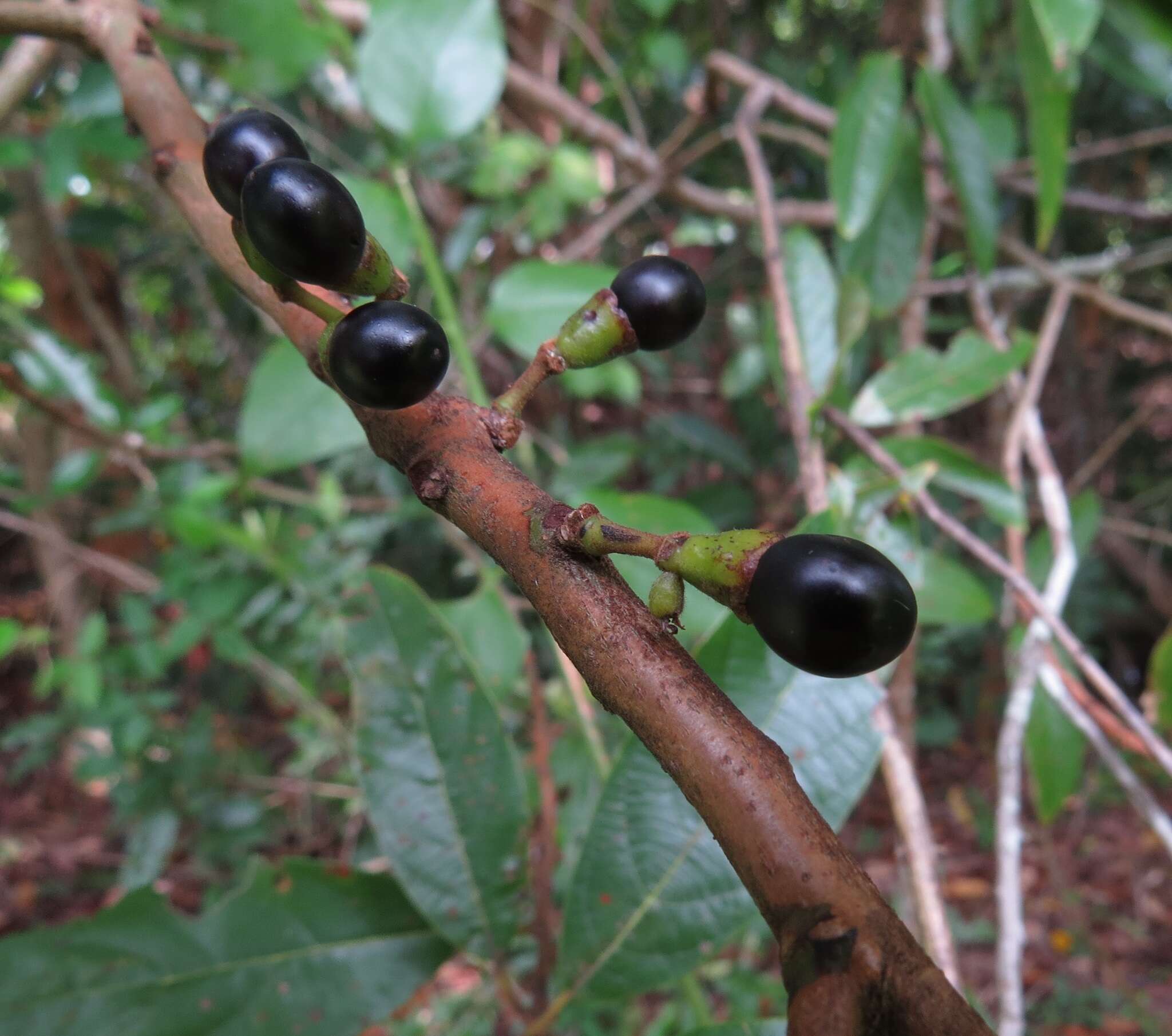 Image de Litsea breviumbellata C. K. Allen