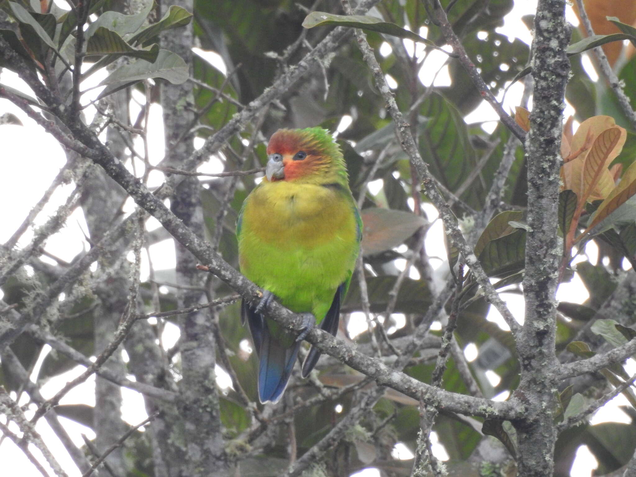 Image of Rusty-faced Parrot