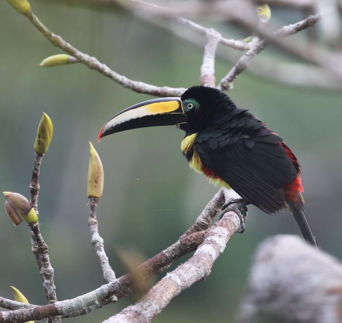 Image of Many-banded Aracari