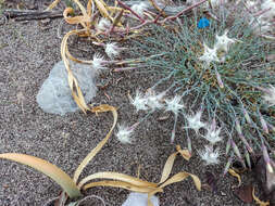 Image of Dianthus crinitus subsp. crinitus