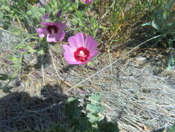 Image of Keck's checkerbloom