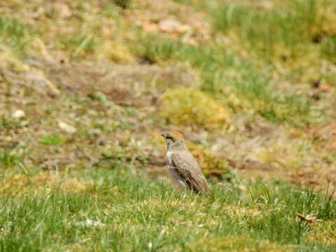 Image of Rufous-naped Ground Tyrant