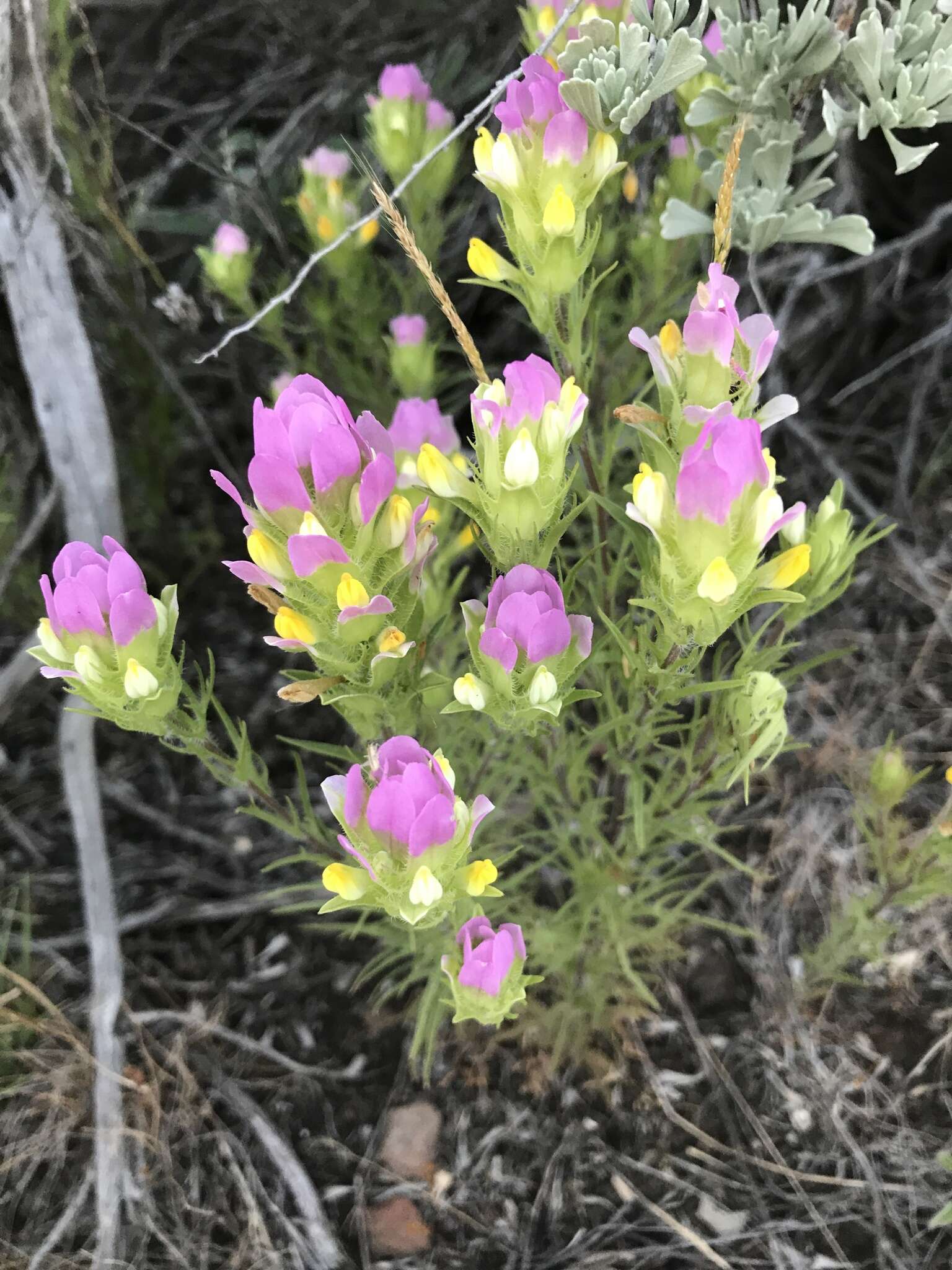 Imagem de Orthocarpus tenuifolius (Pursh) Benth.