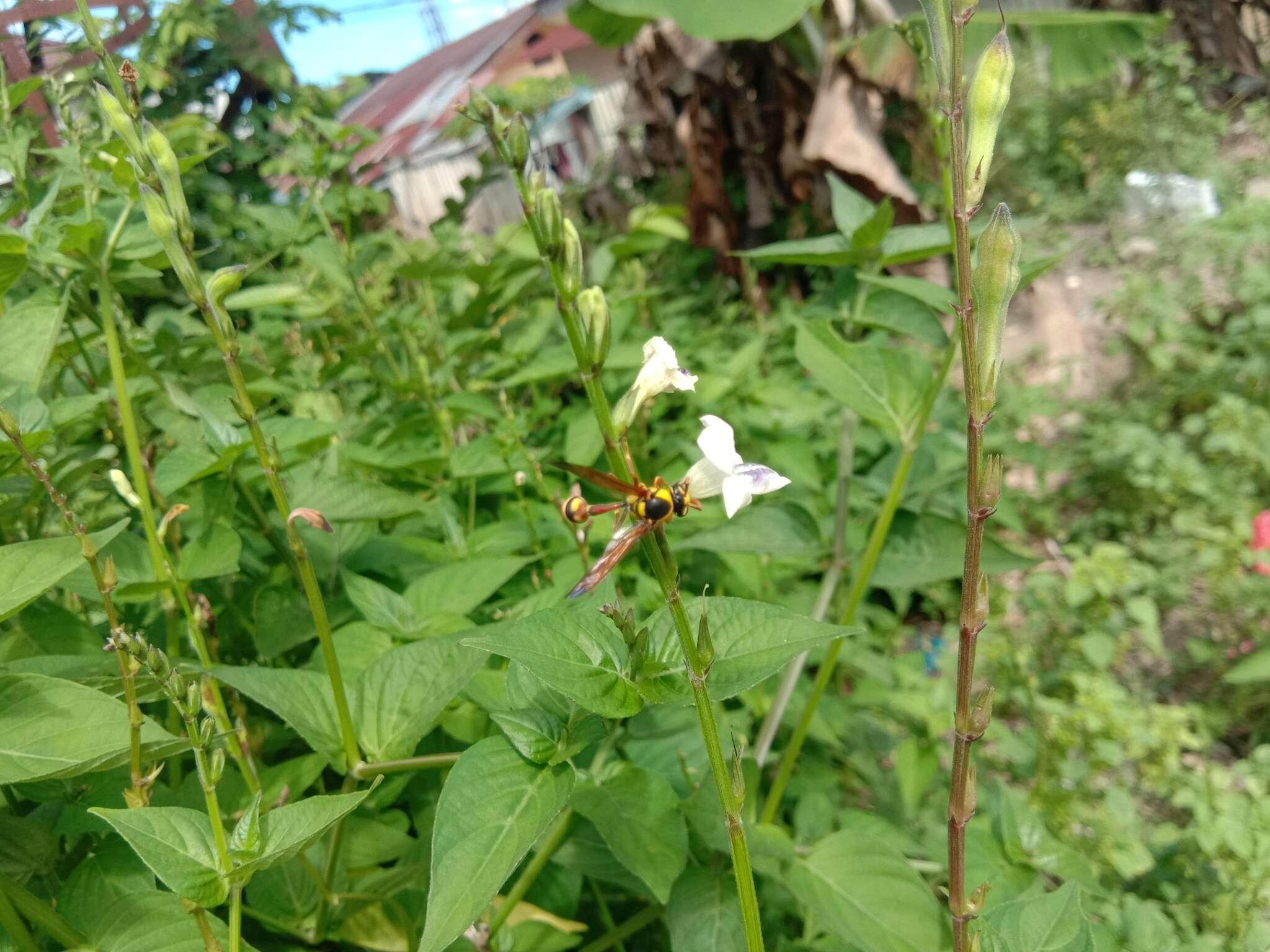 Image of Yellow and black potter wasp