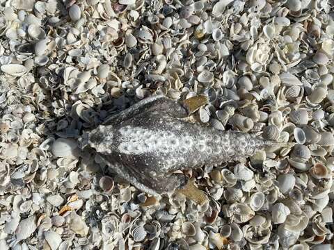 Image of Polka-dot batfish