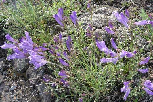 Слика од Penstemon fruticosus var. scouleri (Lindl.) Cronq.