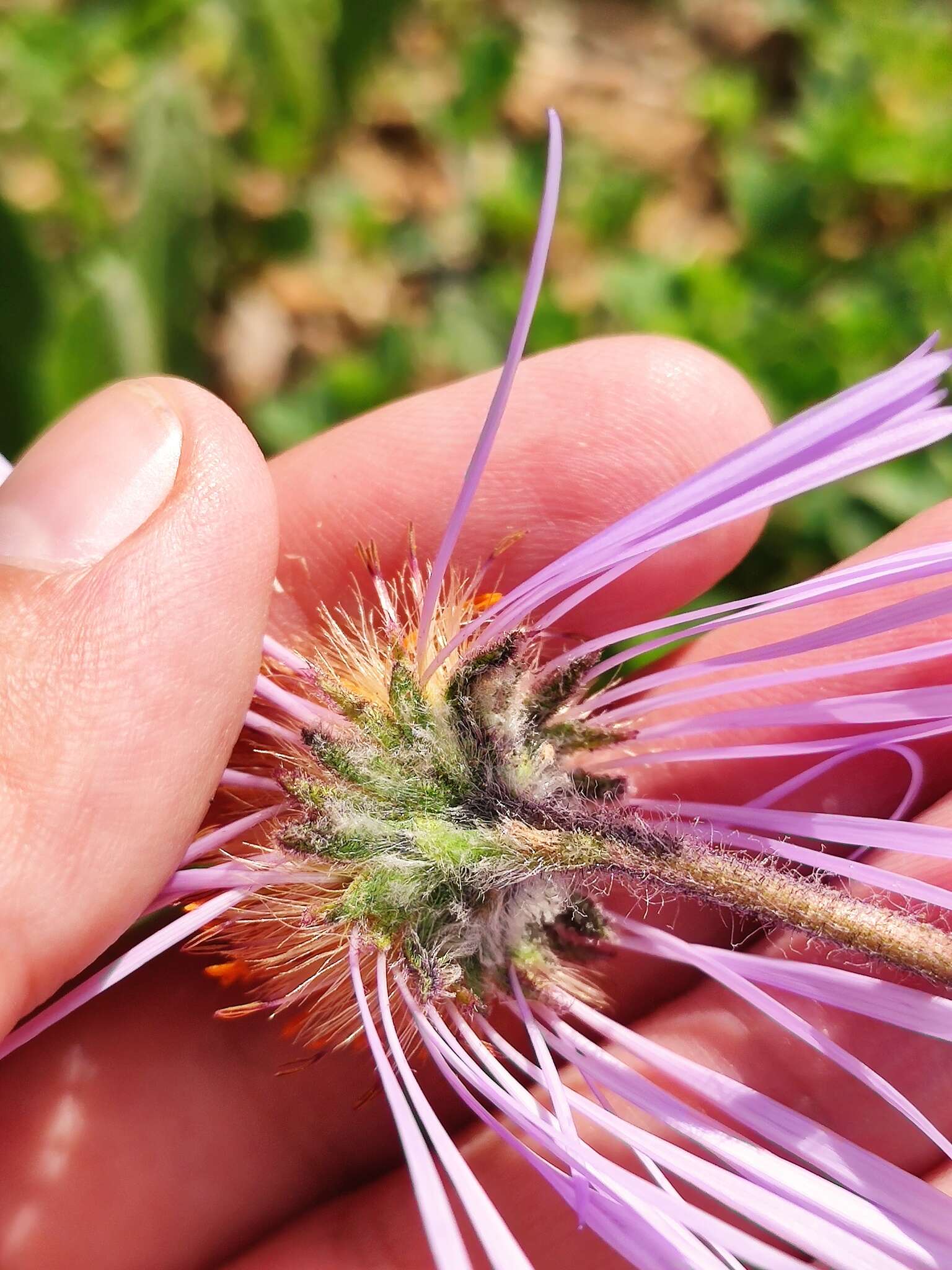 Plancia ëd Aster flaccidus Bunge