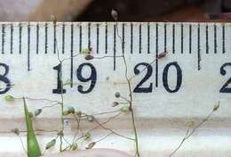 Image of cypress panicgrass