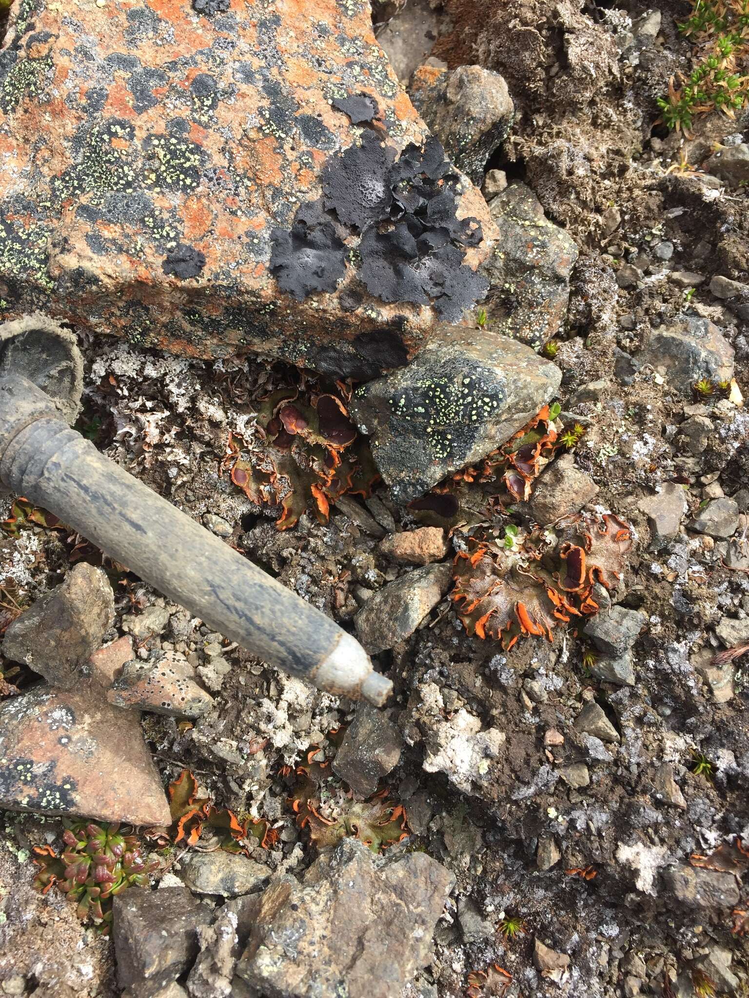 Image of chocolate chip lichen