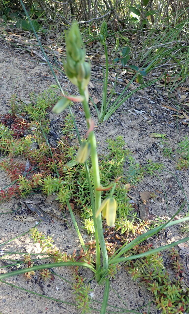 Image of Albuca flaccida Jacq.