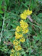 Image of downy goldenrod