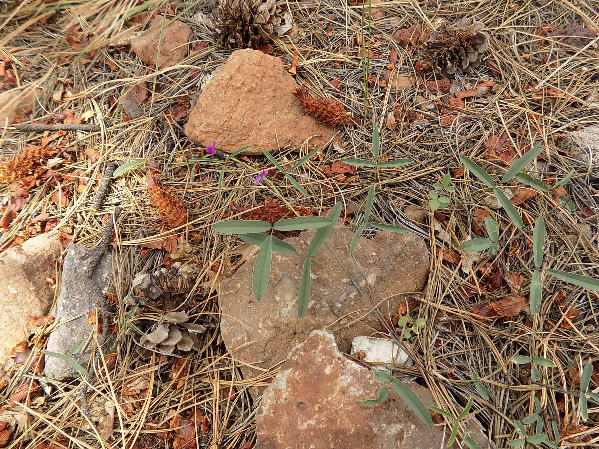 Plancia ëd Cologania angustifolia Kunth