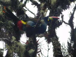 Image de Toucan bleu