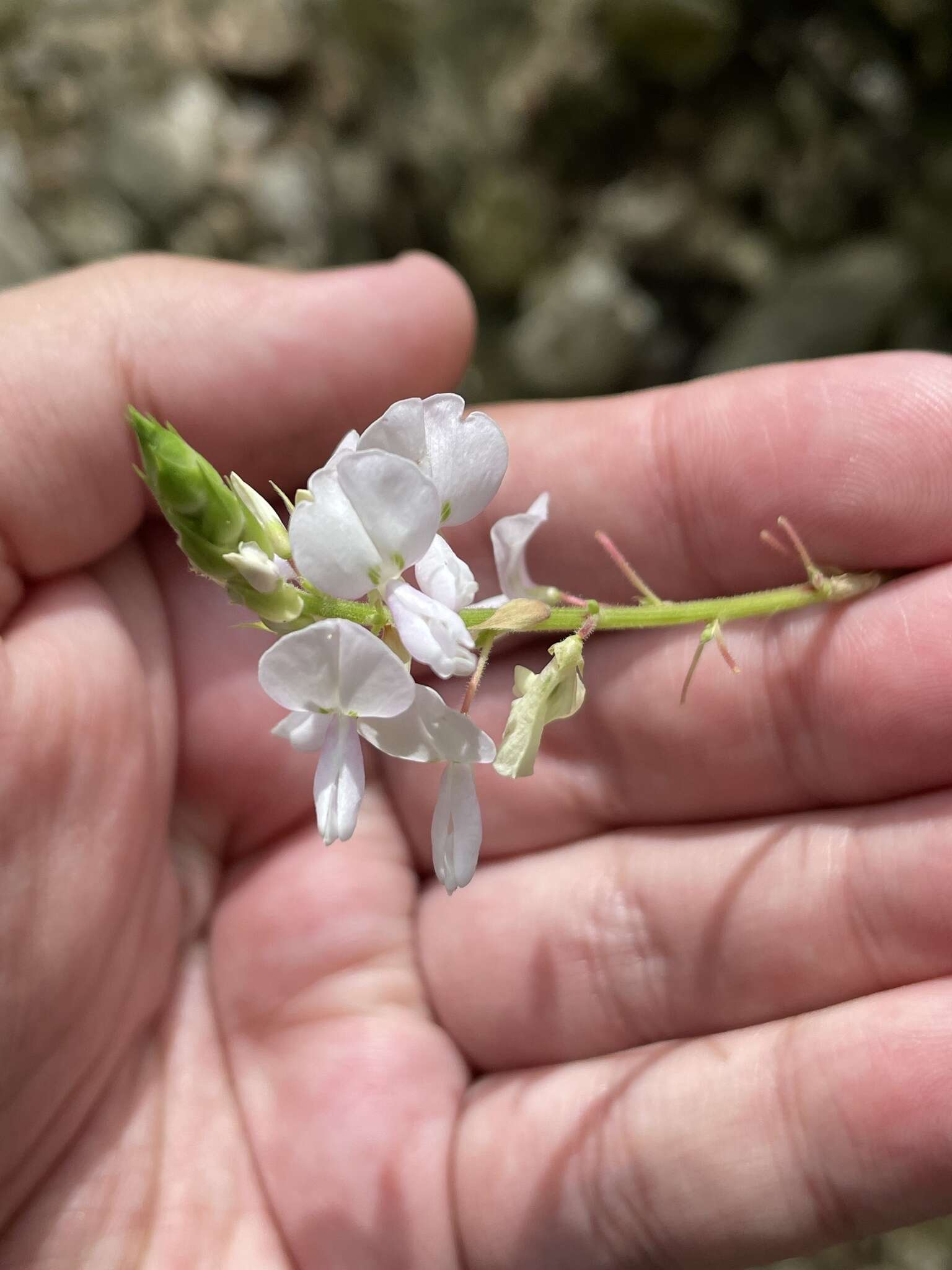 Image of Lindheimer's ticktrefoil