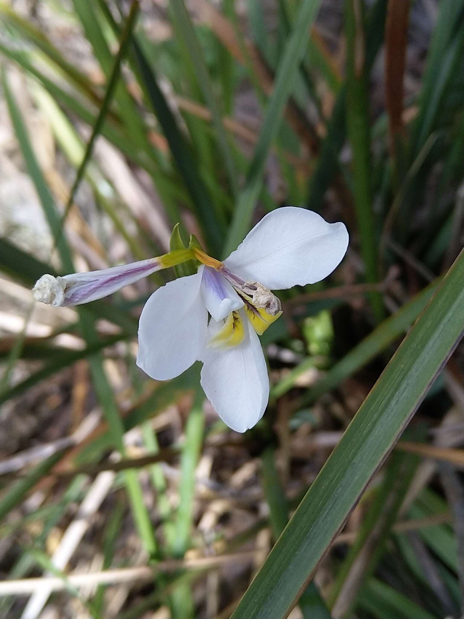 Imagem de Diplarrena moraea Labill.