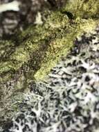 Image of Sulphur dust lichen