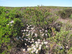 Image de Felicia elongata (Thunb.) O. Hoffm. ex A. Zahlbr.