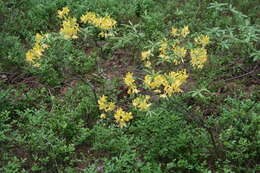 Image of Yellow Azalea